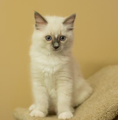 ragdoll kitten